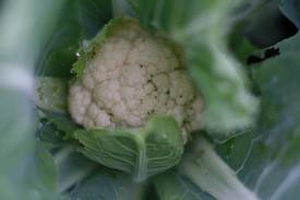 070113-cauliflower