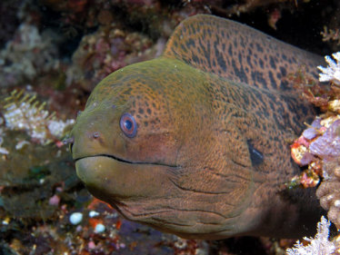 Moray_eel_komodo-121315