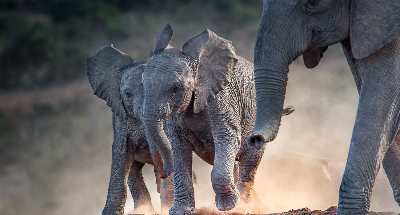 Young african elephants racing toward the water.