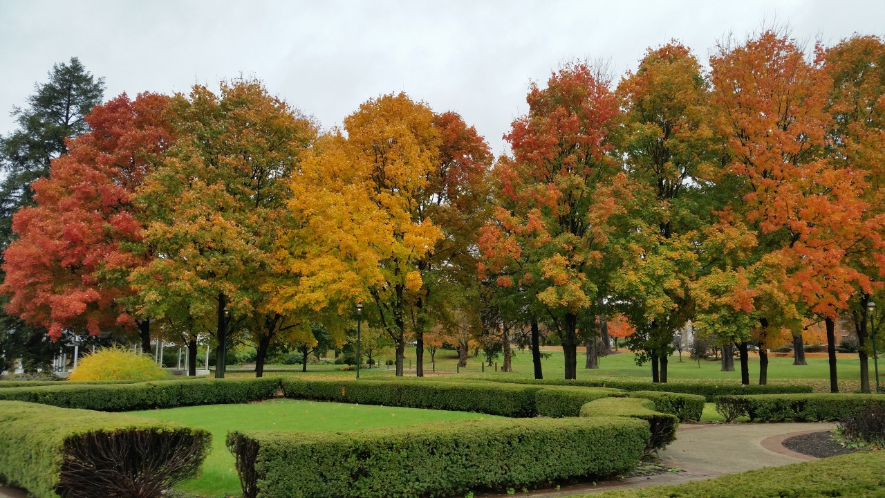 Peak ohio fall leaves