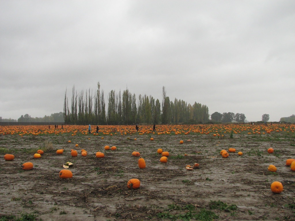 pumpkin field